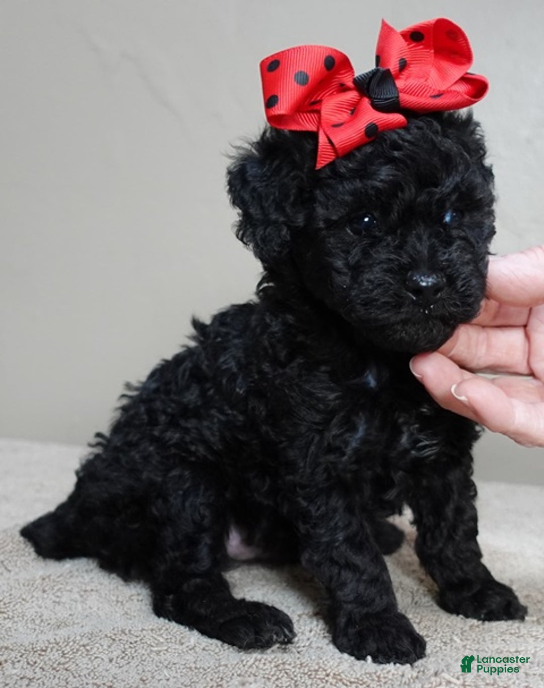 Toy Poodle dogs for sale: Kaida solid black - Ad 7