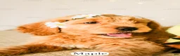 Goldendoodle dogs for sale: Maple - Ad 15