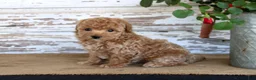 Miniature Poodle dogs for sale: Cookie - Ad 3