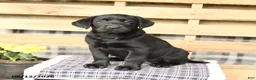 Labrador Retriever dogs for sale: Joy - Ad 2