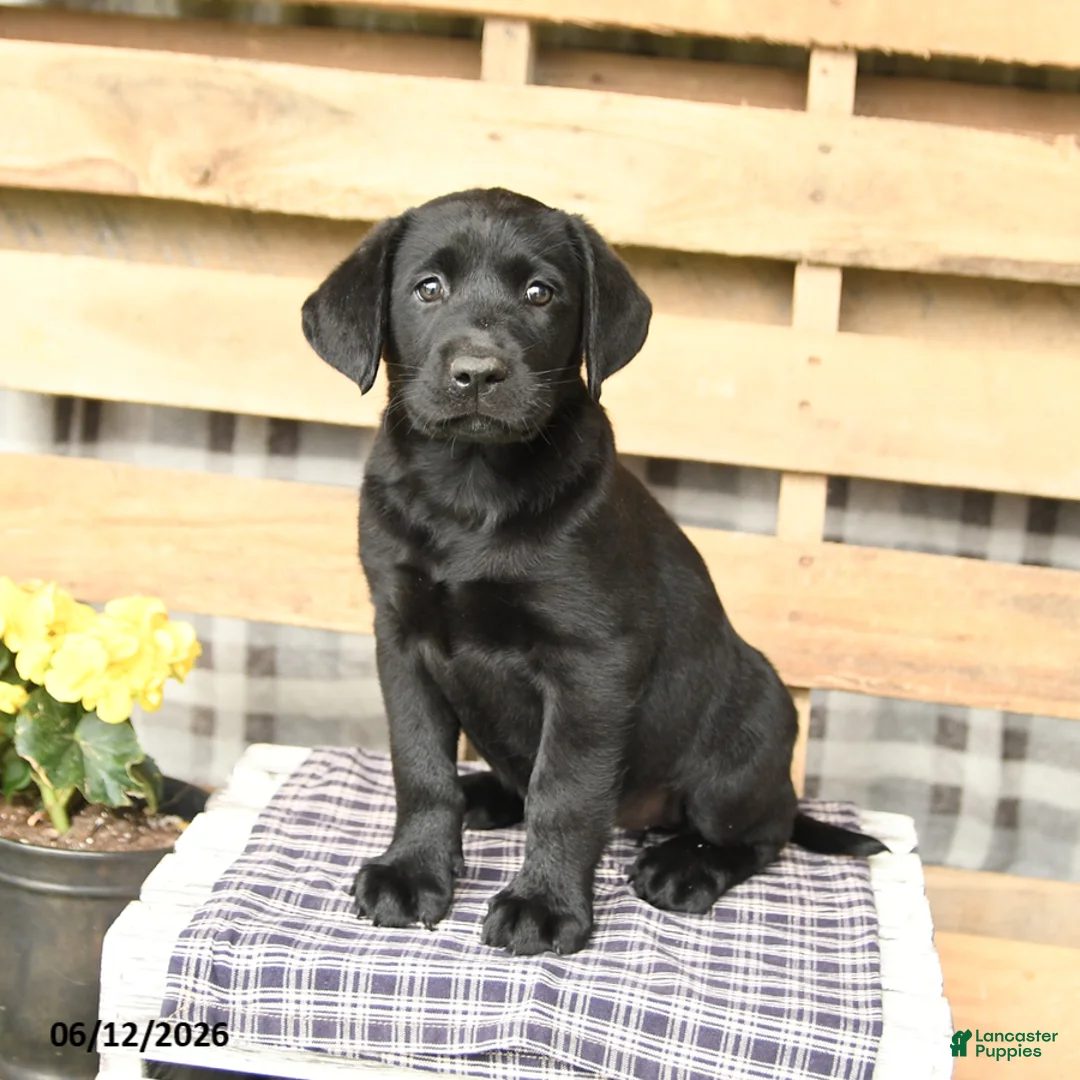 Labrador Retriever dogs for sale: Joy - Ad 2