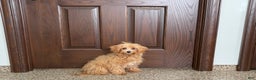 Maltipoo dogs for sale: Candy - Ad 7