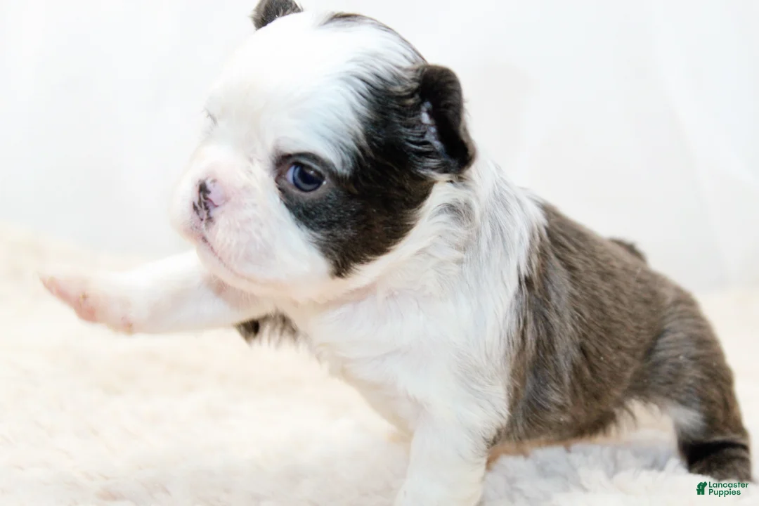 French Bulldog dogs for sale: Karina-Full Fluffy Panda Husky - Ad 14
