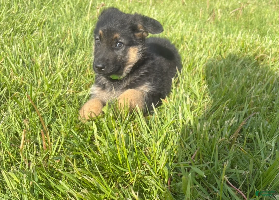 German Shepherd dogs for sale: Lime Collar Female - Ad 2