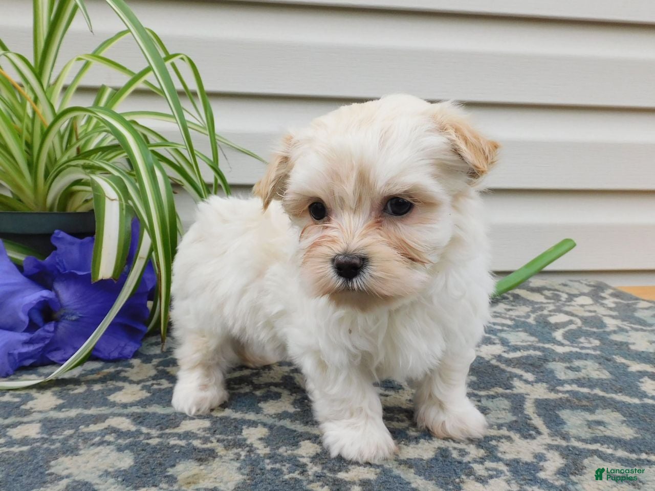 Mixed Breed dogs Keri - Ad 2