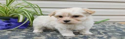 Mixed Breed dogs for sale: Keri - Ad 2