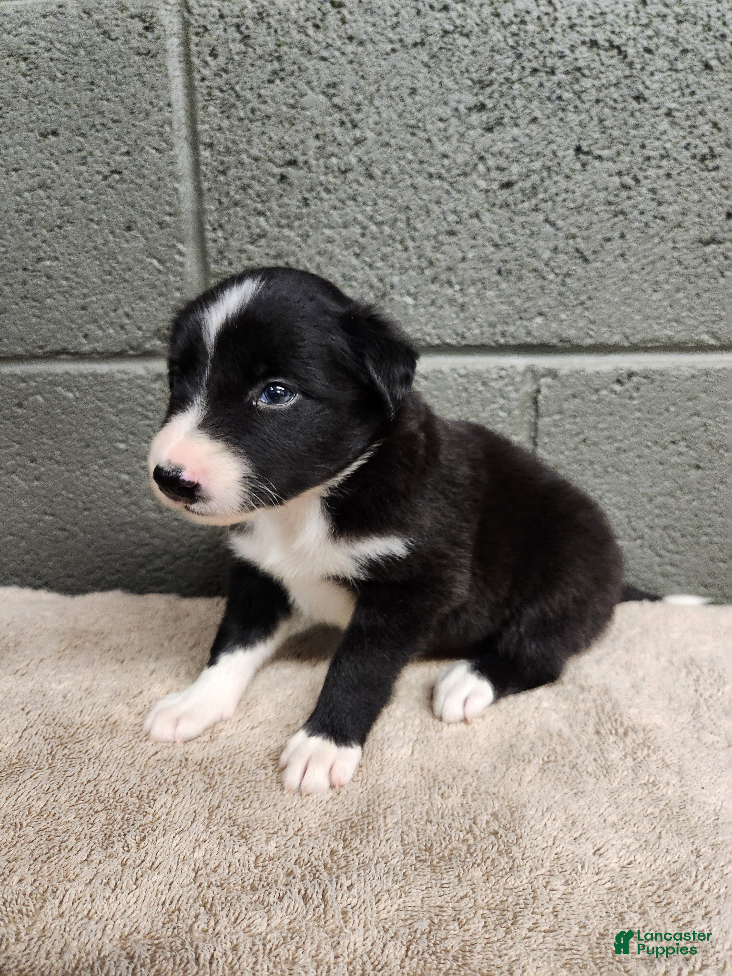Border Collie dogs Molly- Pure Breed Border Collie - Ad 1
