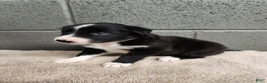 Molly- Pure Breed Border Collie