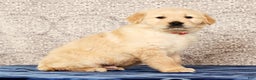 Golden Retriever dogs for sale: Bruno - Ad 3