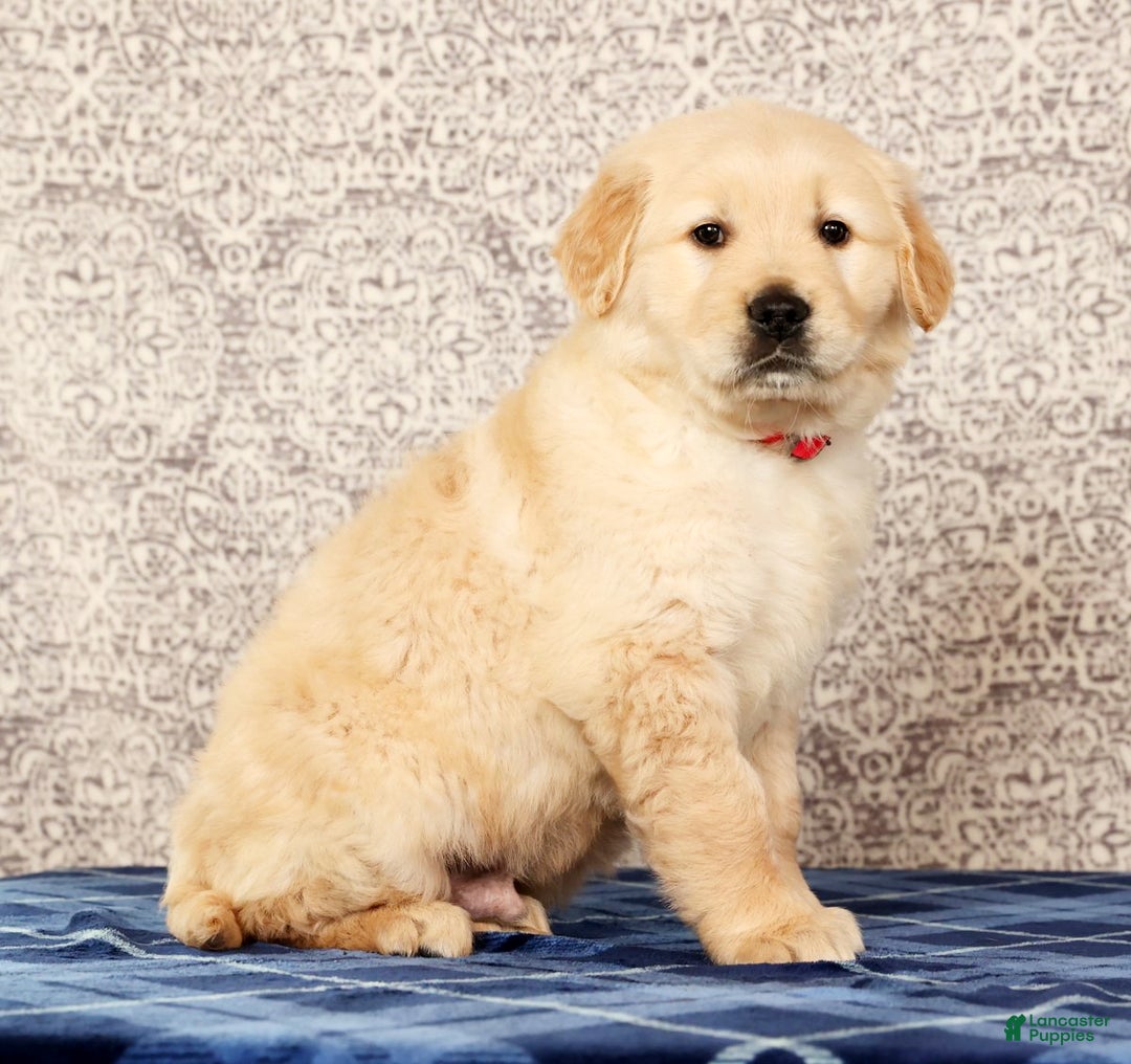 Golden Retriever dogs for sale: Bruno - Ad 3