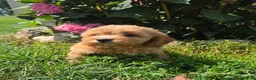 Shihpoo dogs for sale: Willa - Ad 4