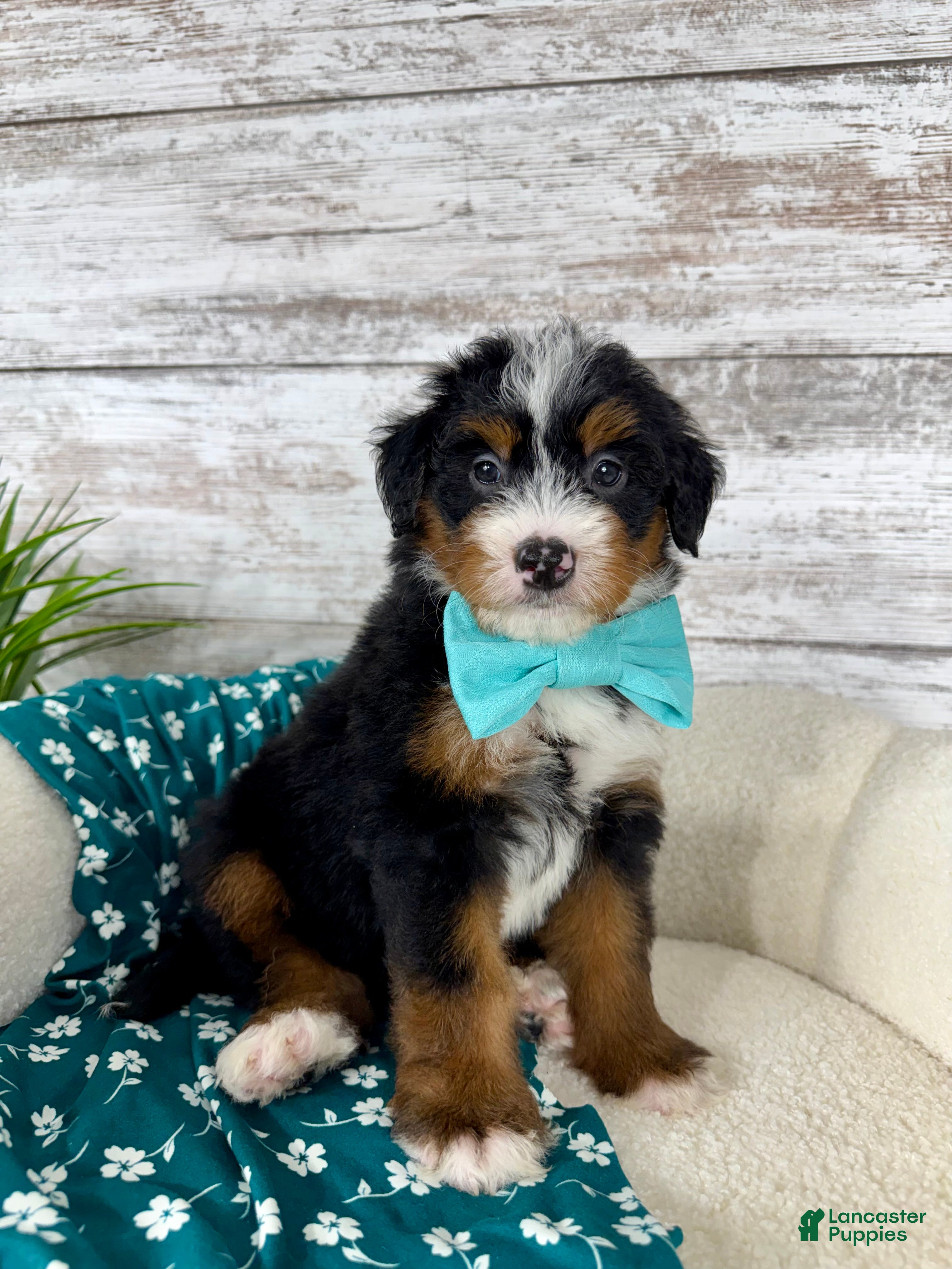 Mini Bernedoodle dogs 🙋‍♂️ Leo - Ad 1
