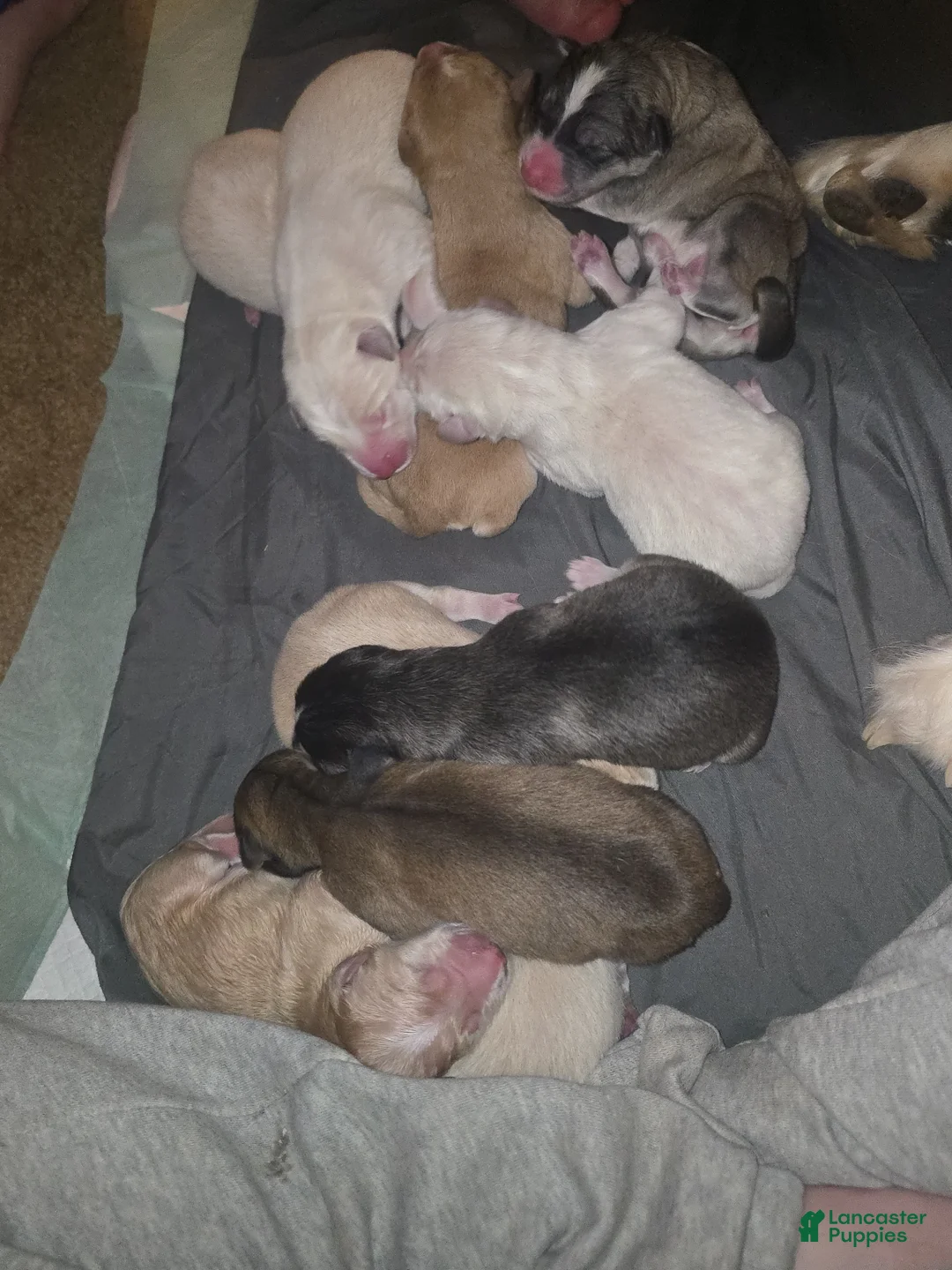 Mixed Breed dogs for sale: Malneese - Ad 1