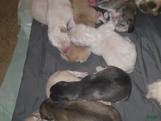 Mixed Breed dogs Malneese - Ad 17