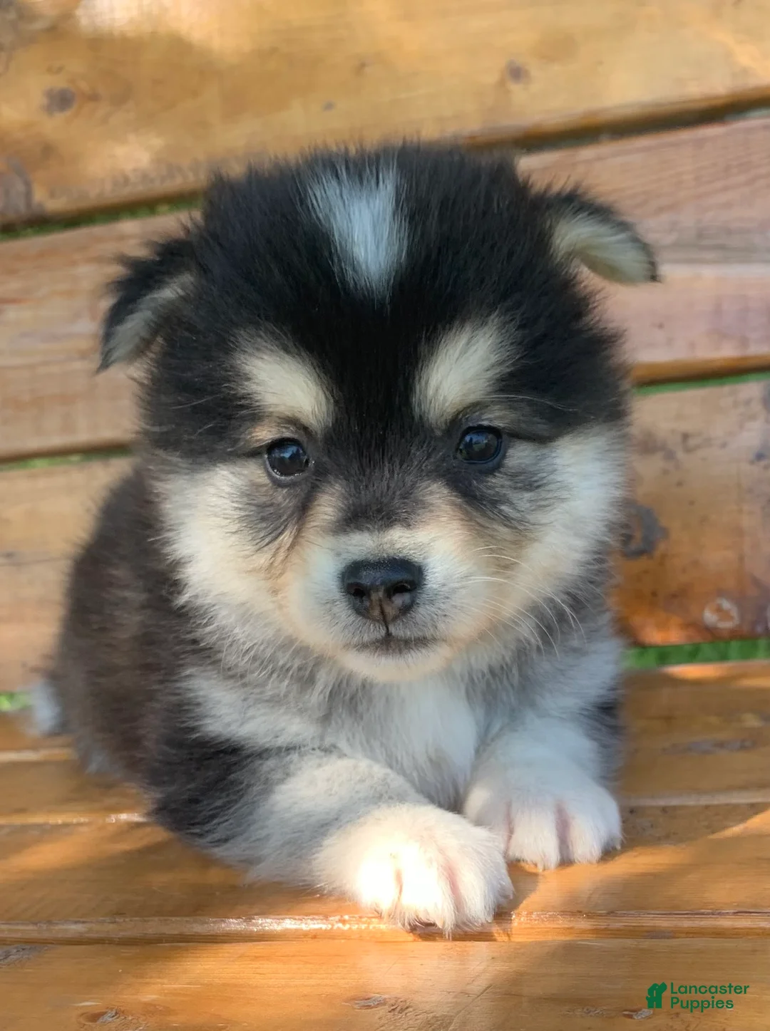 Alaskan Klee Kai dogs for sale: Little Darling~~Chloe!!! - Ad 2