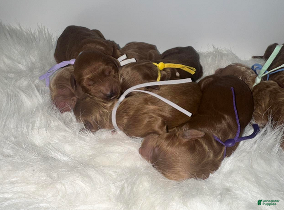 Goldendoodle dogs Girl 3 - Ad 2