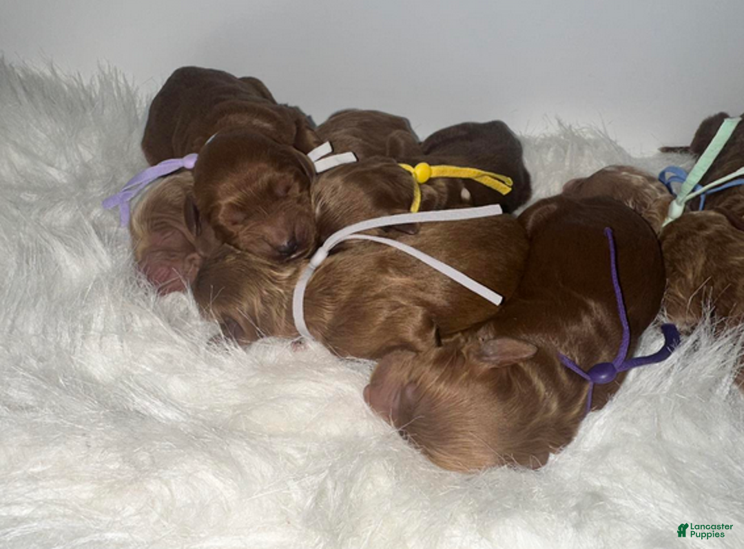 Goldendoodle dogs for sale: Girl 3 - Ad 2