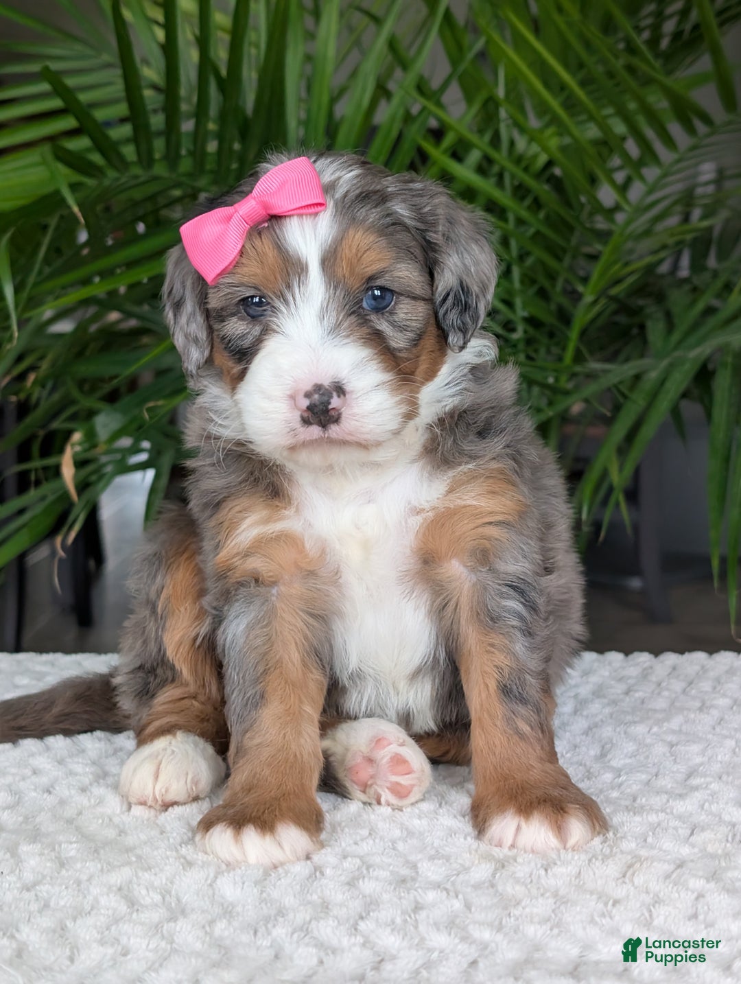 Mini Bernedoodle dogs for sale: Mini Indy  - Ad 12