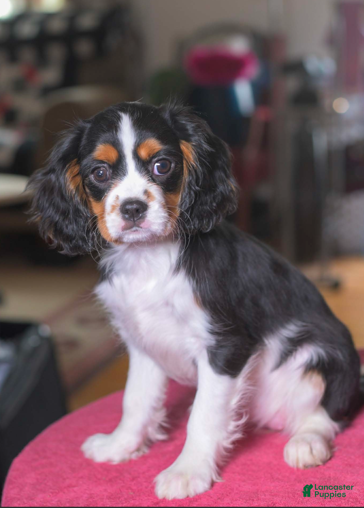 Cavalier King Charles Spaniel dogs Hannah - Ad 5