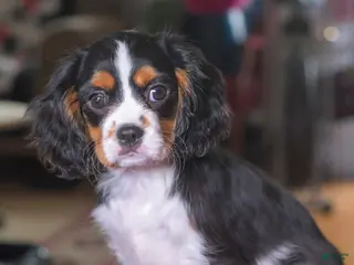 Cavalier King Charles Spaniel dogs for sale: Hannah - Ad 4