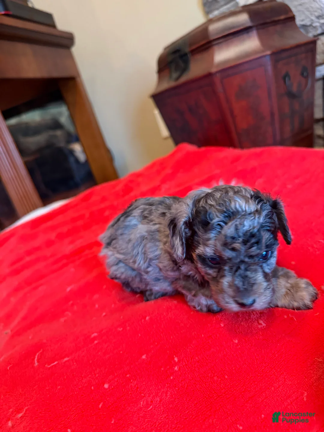 Miniature Poodle dogs for sale: Fabio - Ad 1