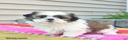 Shih Tzu dogs for sale: Dandelion  - Ad 4