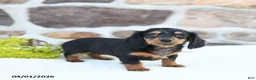Miniature Dachshund dogs for sale: Blossom - Ad 5