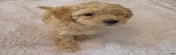 Maltipoo dogs for sale: Nora - Ad 3