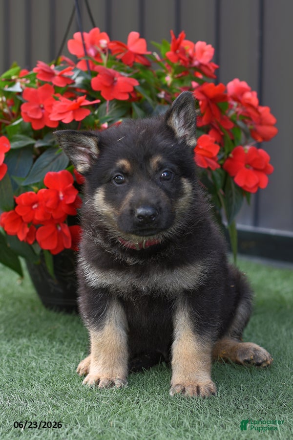 German Shepherd dogs Axel - Ad 2
