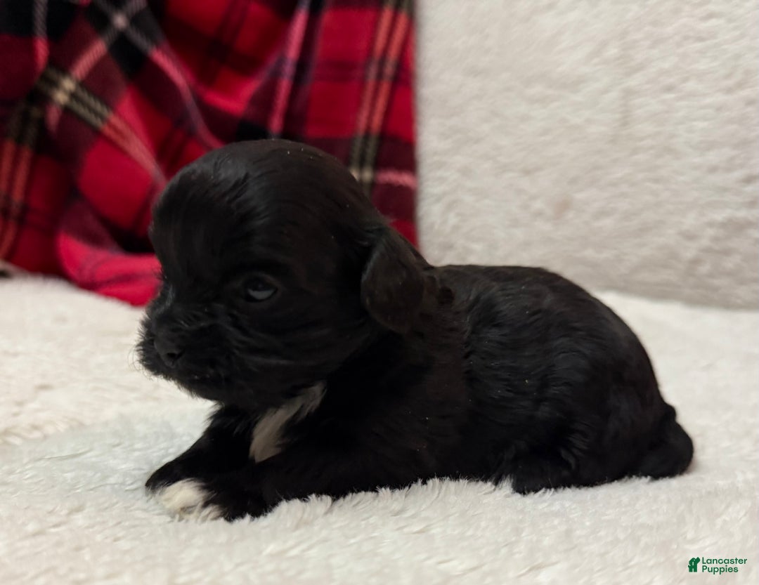 Shihpoo dogs for sale: Luna - Ad 4