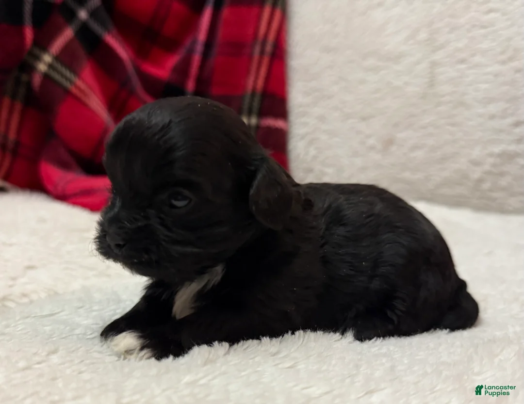 Shihpoo dogs for sale: Luna - Ad 8