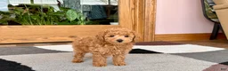 Maltipoo dogs for sale: Kyle - Ad 2