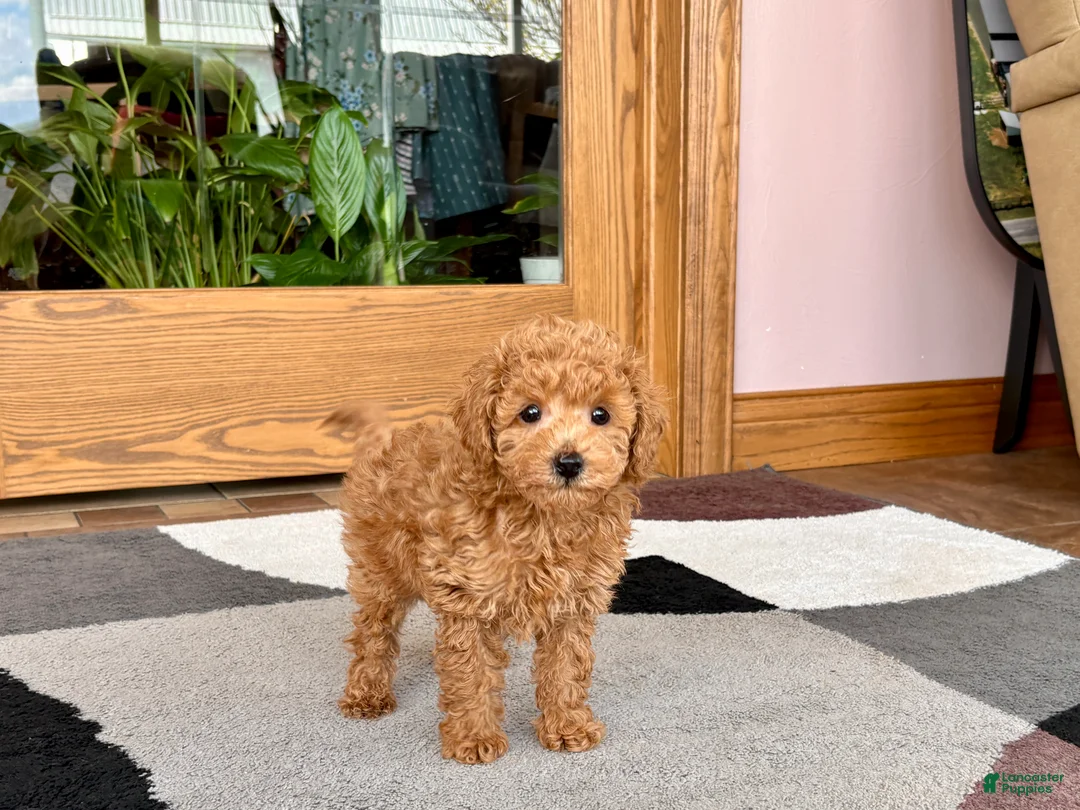 Maltipoo dogs for sale: Kyle - Ad 2