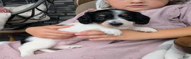 Miniature Dachshund 4