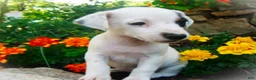 Jack Russell Terrier dogs for sale: Cammie - Ad 2
