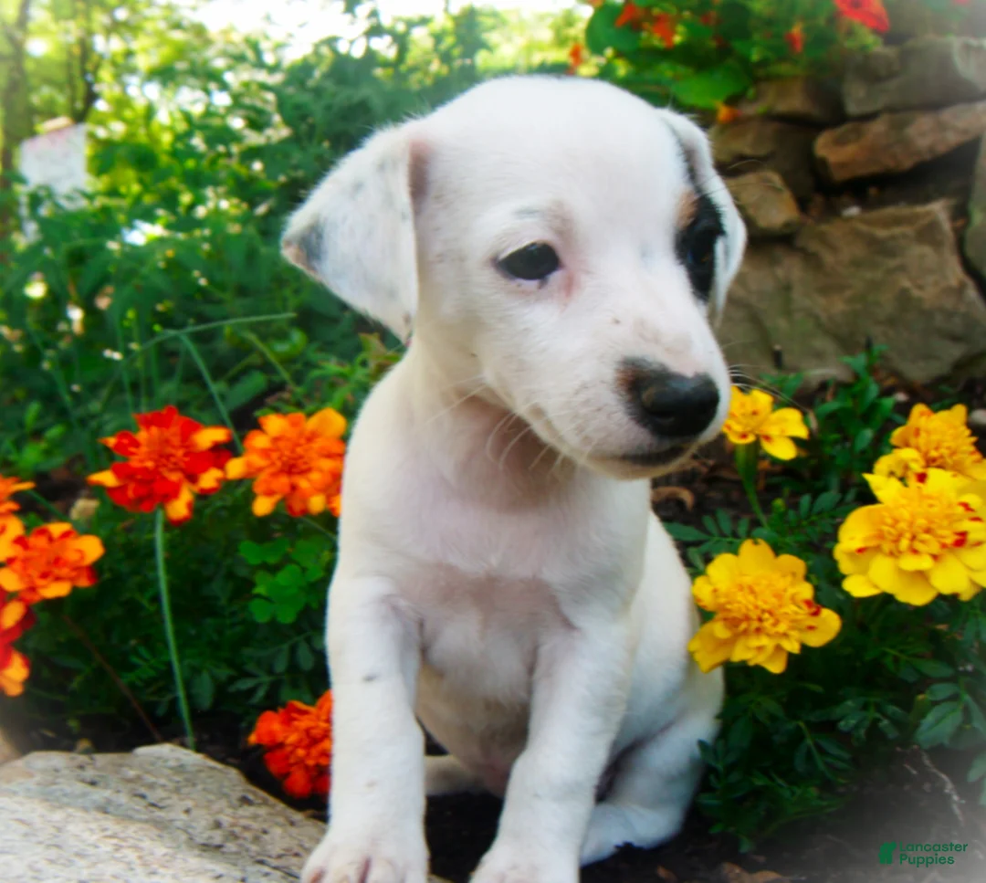 Jack Russell Terrier dogs for sale: Cammie - Ad 2