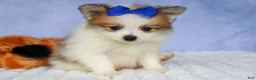 Pomeranian dogs for sale: Evan🐶  - Ad 9