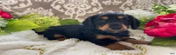 Miniature Dachshund dogs for sale: Kenzi - Ad 4