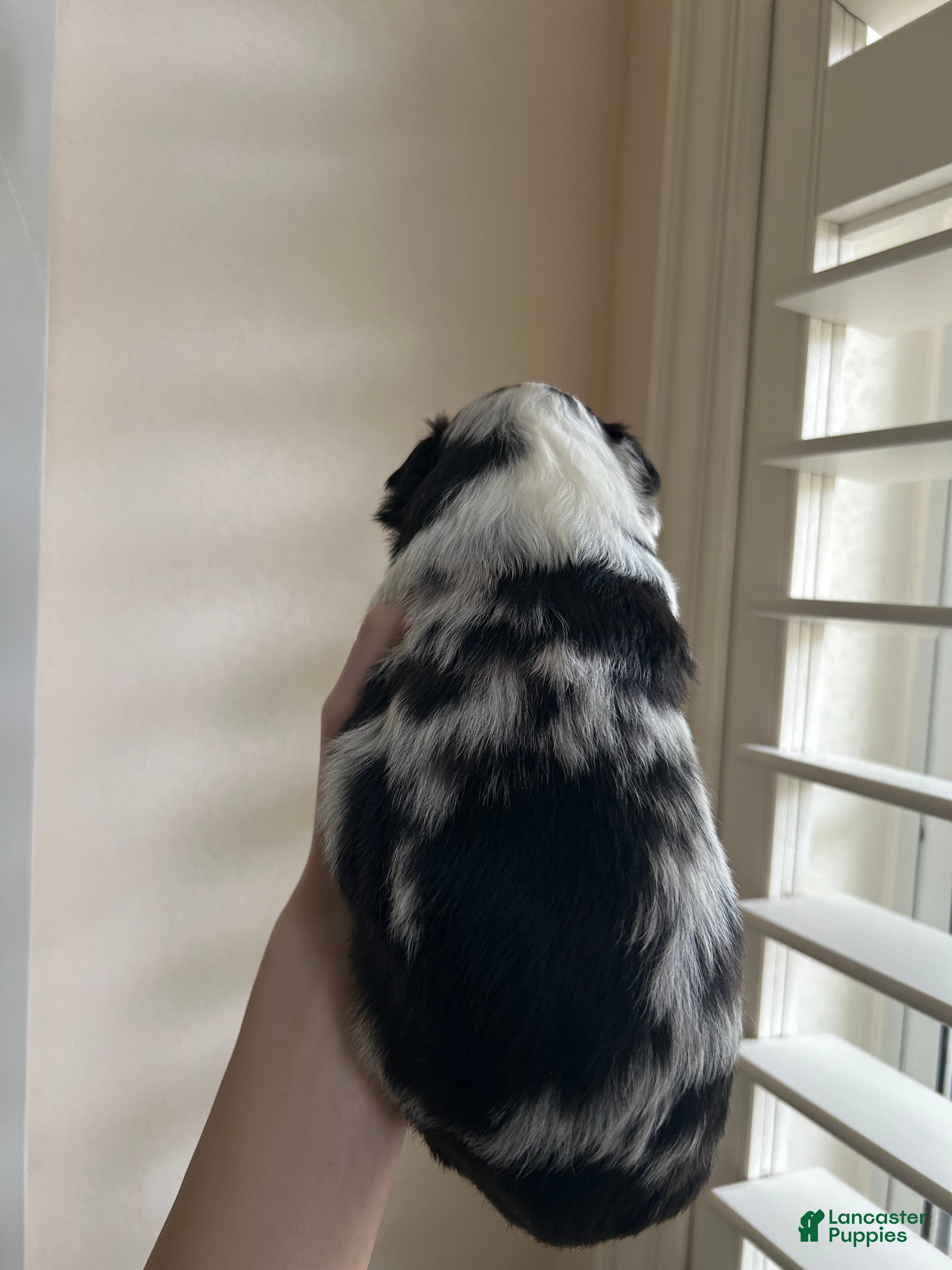Miniature Australian Shepherd dogs for sale: Montana - Ad 7