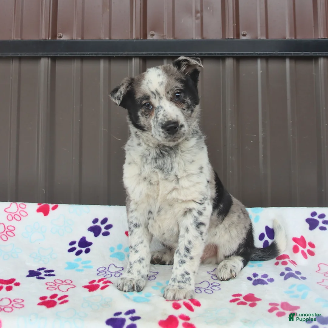 Mixed Breed dogs for sale: Dash - Ad 3