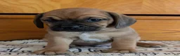 Puggle dogs for sale: Kidd - Ad 12