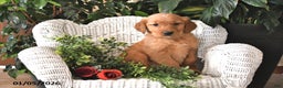 Golden Retriever dogs for sale: Kacey - Ad 4