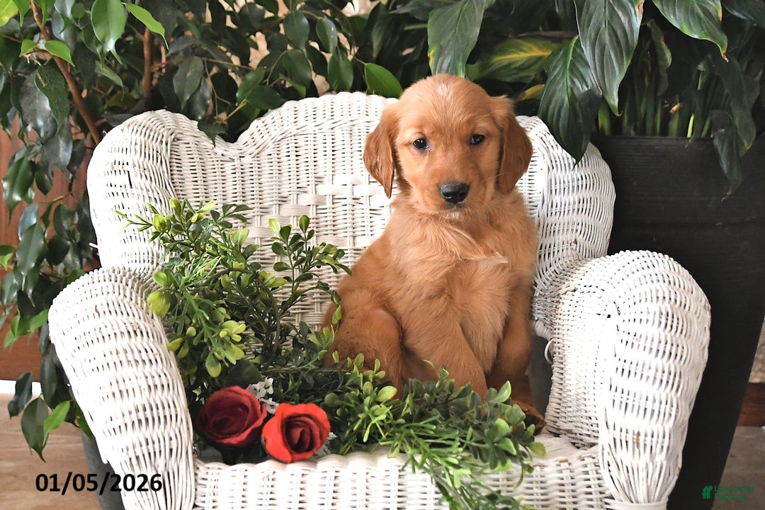 Golden Retriever dogs for sale: Kacey - Ad 4