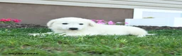 Maremma Sheepdog dogs for sale: Eclipse - Ad 5