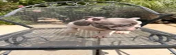 French Bulldog dogs for sale: Dotty - Ad 3