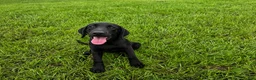 Labrador Retriever dogs for sale: Luna  - Ad 1