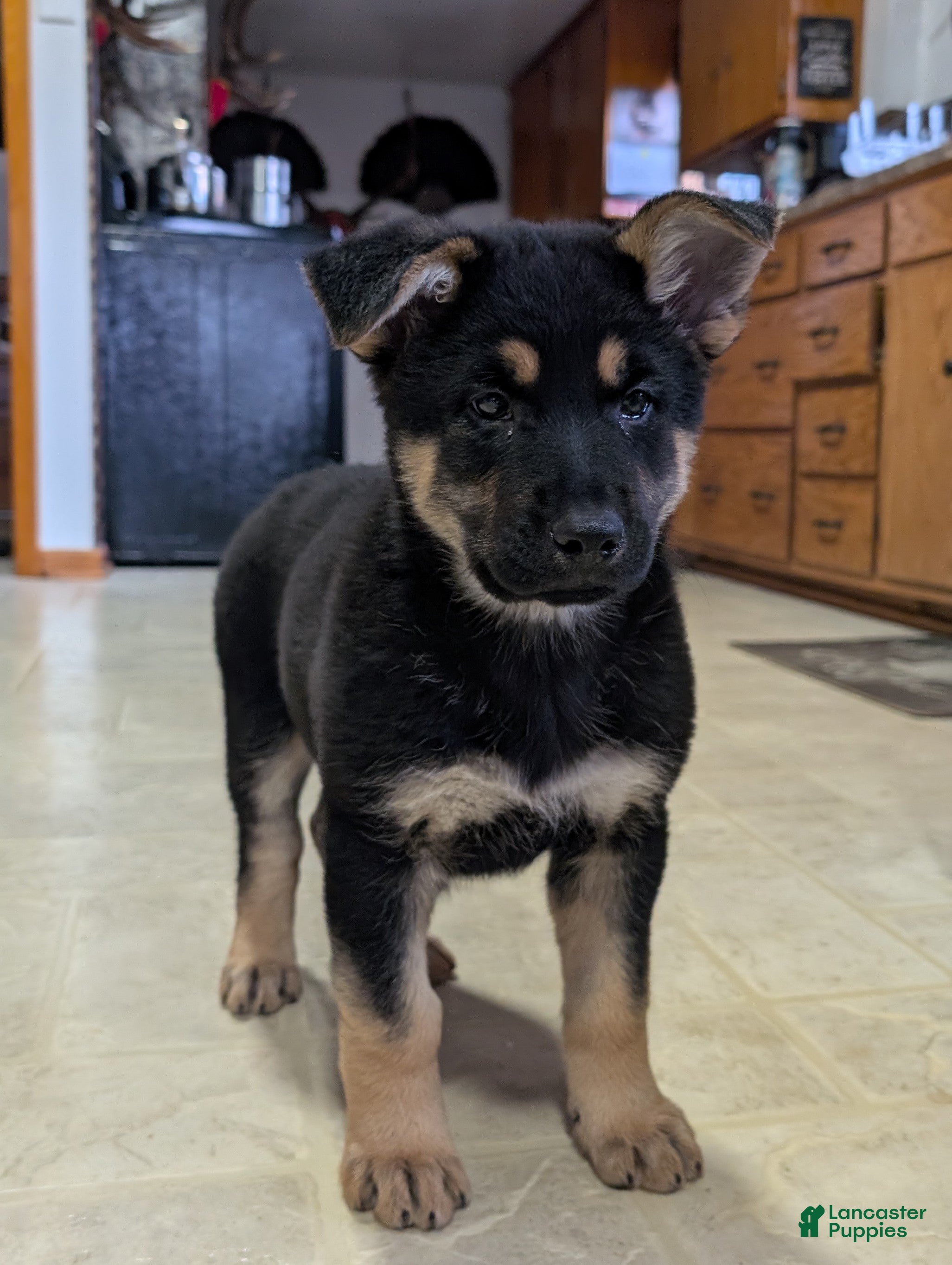 German Shepherd dogs Lucy - Ad 1