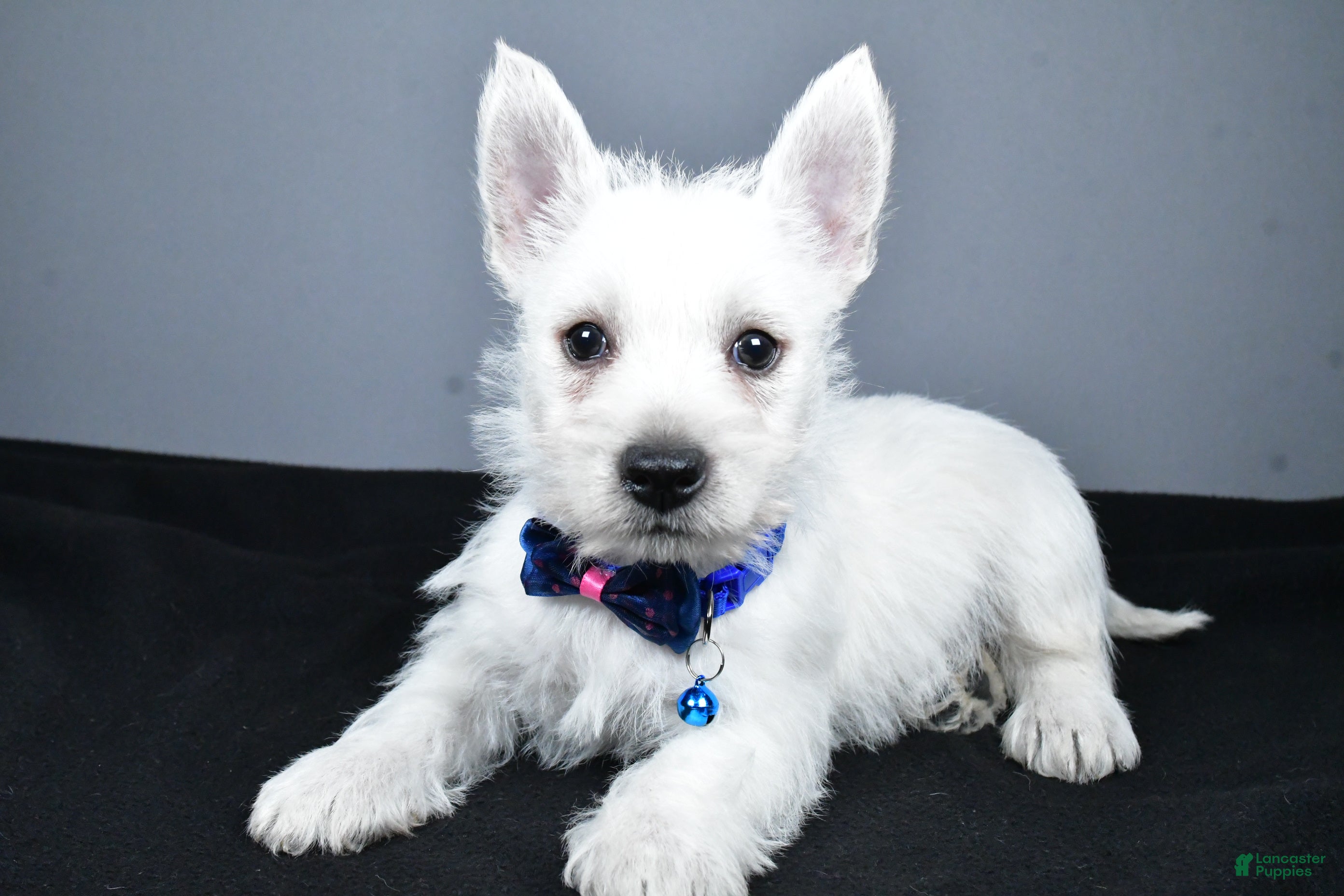 West Highland Terrier dogs Colby - Ad 2