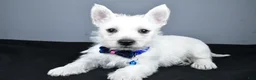 West Highland Terrier dogs for sale: Colby - Ad 2