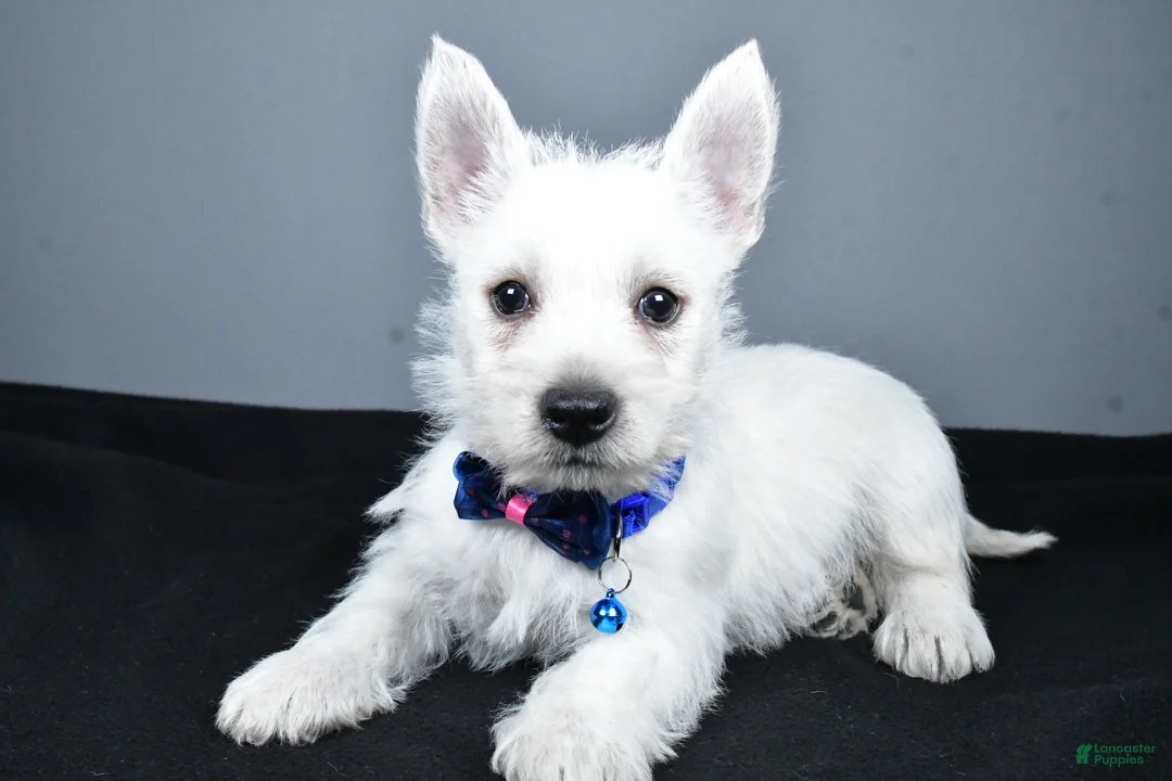 West Highland Terrier dogs for sale: Colby - Ad 2